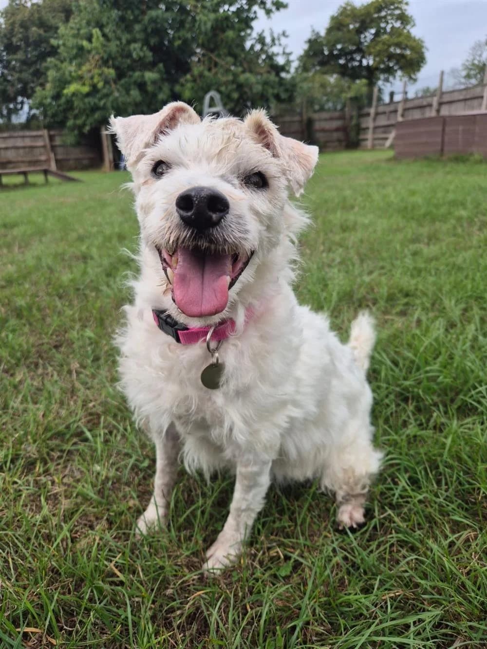 Willow, female senior Mixed Breed for adoption at Animals in Distress Torbay & Westcountry