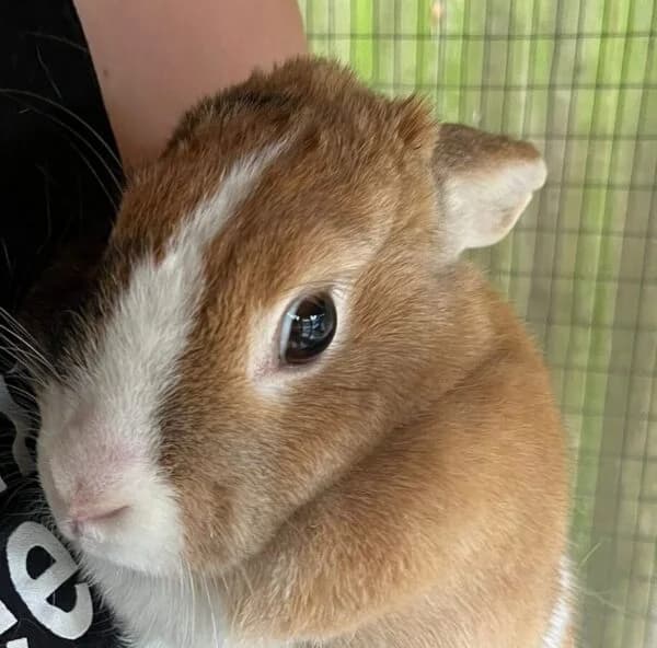 Andy & Petra, Mixed Breed for adoption at Animals In Need Northants