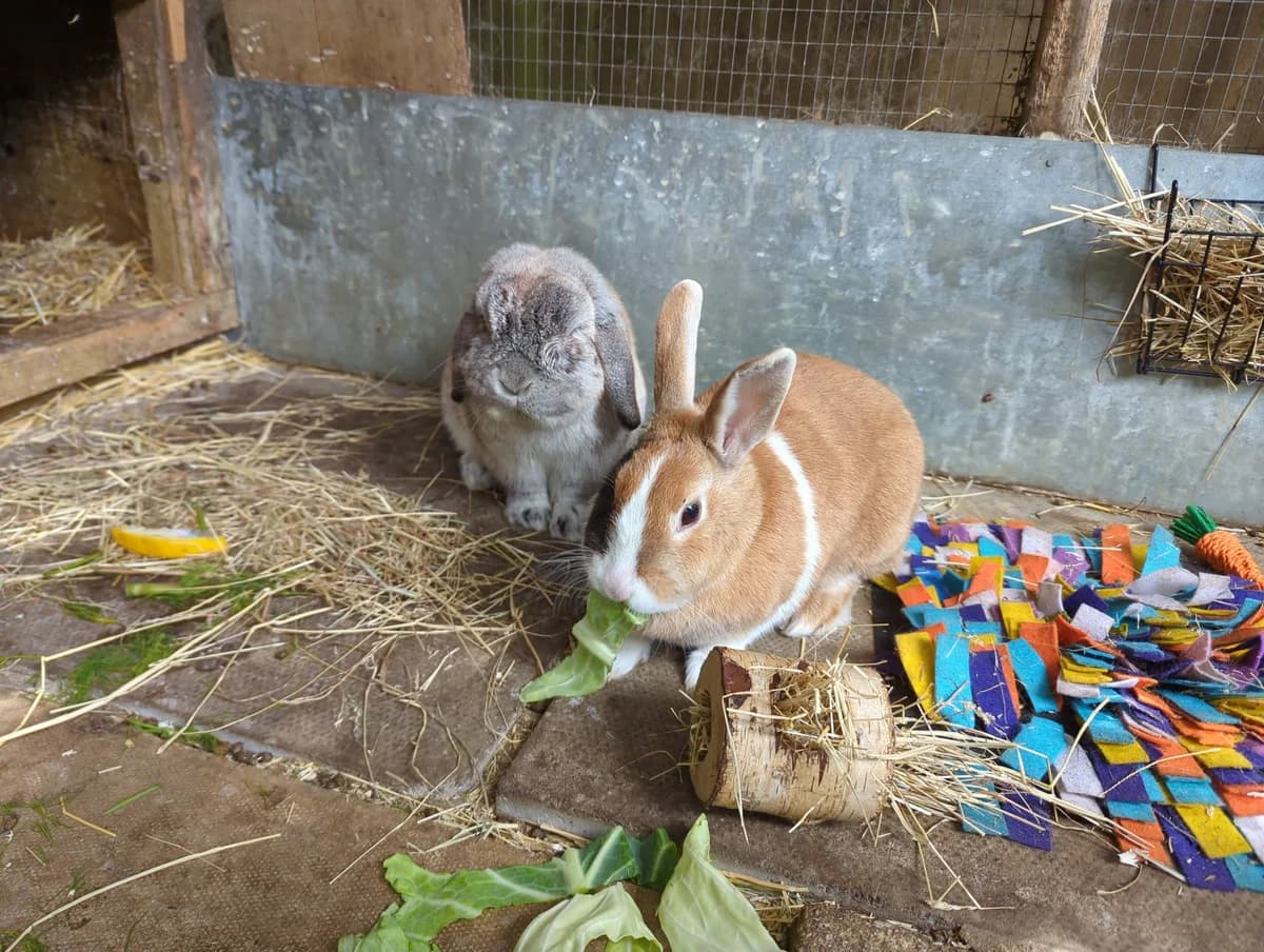 Andy & Petra, Mixed Breed for adoption at Animals In Need Northants