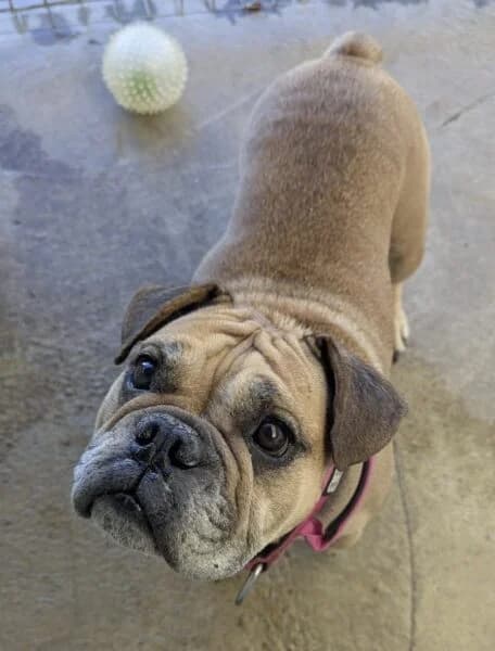 Angel, female 6yo English Bulldog for adoption at Animals In Need Northants