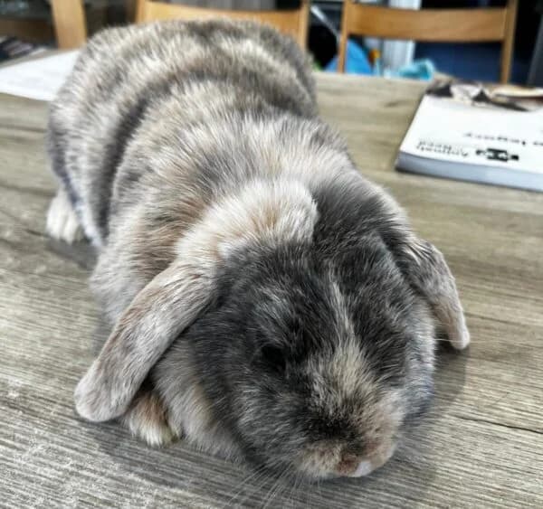 Autumn, female young Mixed Breed for adoption at Animals In Need Northants