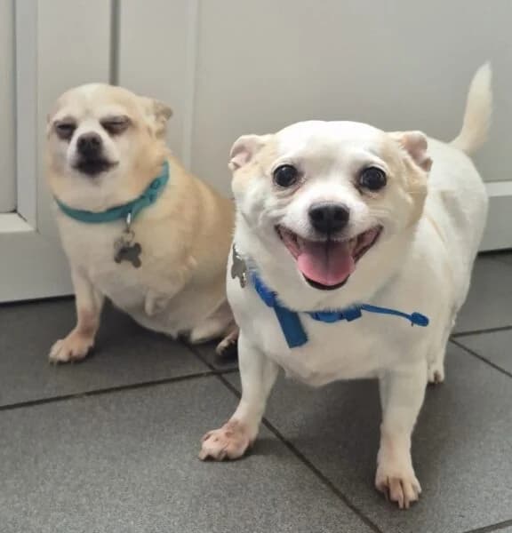 Bailey & Buster, male senior Chihuahua for adoption at Animals In Need Northants