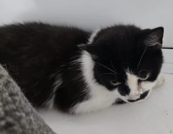 Basil, Daisy, Lily, Poppy & Rose, senior Mixed Breed Cat for adoption at Animals In Need Northants