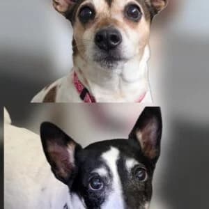Bella & Tilley, senior mixed breed for adoption at Animals In Need Northants