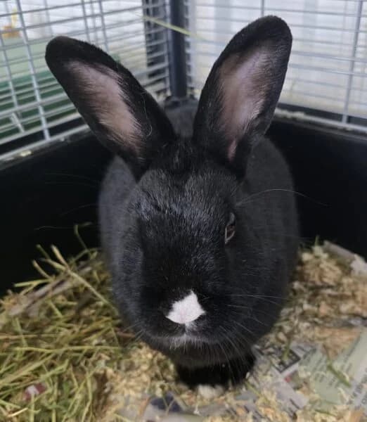 Benji, male 5yo Mixed Breed for adoption at Animals In Need Northants