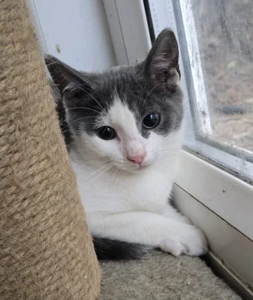 Bentley, Mercedes, Porsche & Shelby, female young Mixed Breed Cat for adoption at Animals In Need Northants