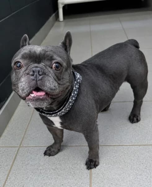 Bert, male 5yo English Bulldog for adoption at Animals In Need Northants