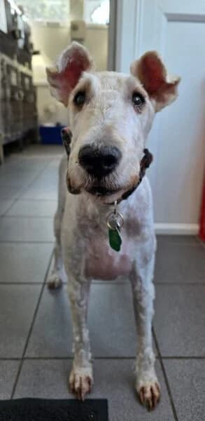 Biggles, male senior mixed breed for adoption at Animals In Need Northants