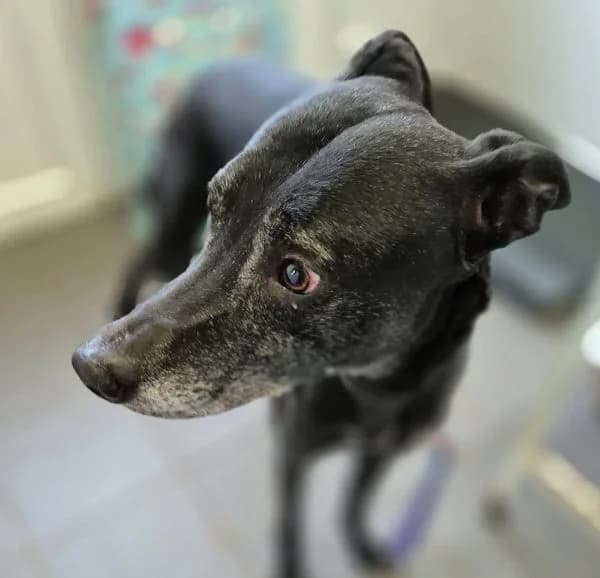 Bill, male 6yo Lurcher for adoption at Animals In Need Northants