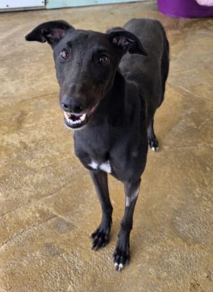 Bounty, male young Greyhound for adoption at Animals In Need Northants