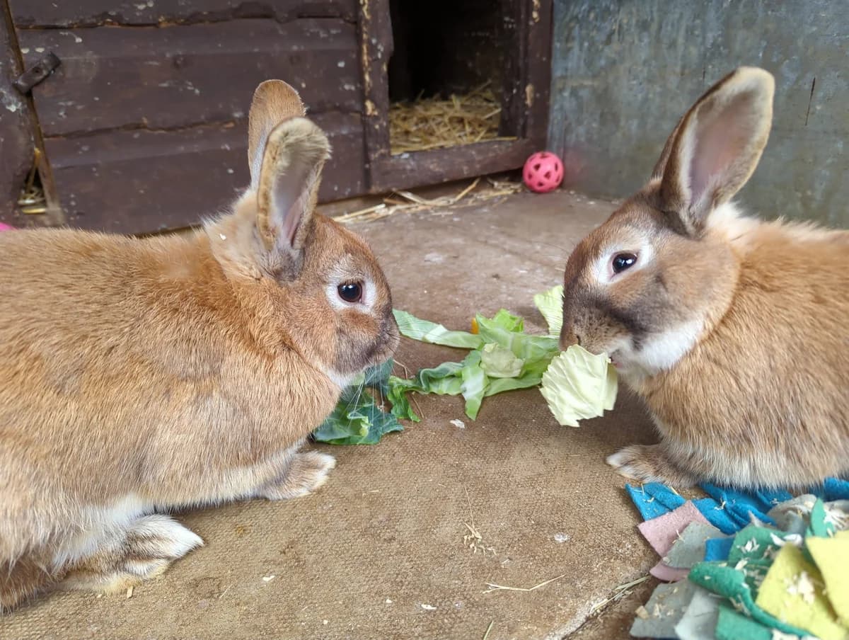 Buzz & Woody, Mixed Breed for adoption at Animals In Need Northants