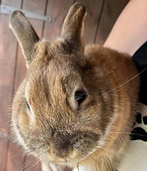 Buzz & Woody, male Mixed Breed for adoption at Animals In Need Northants