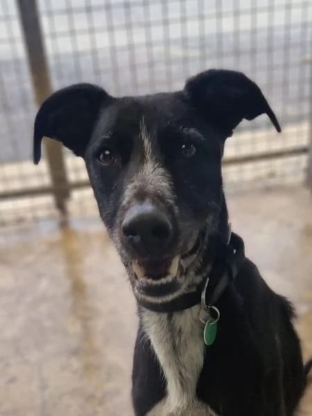 Cash, male 3yo Lurcher for adoption at Animals In Need Northants