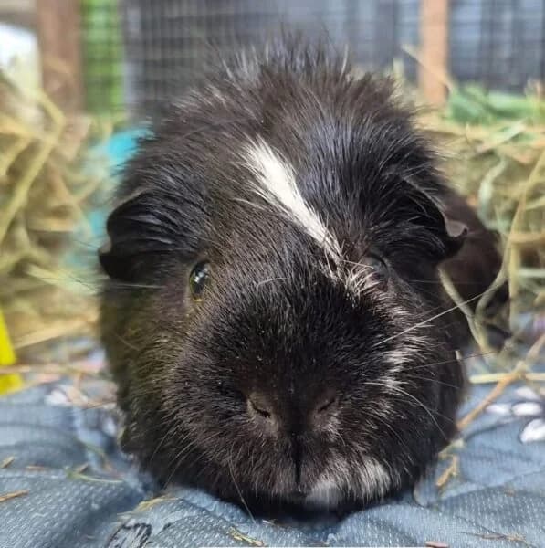 Cashew, male young Mixed Breed for adoption at Animals In Need Northants