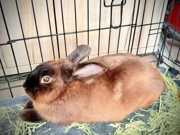 Cedric, male young Mixed Breed for adoption at Animals In Need Northants