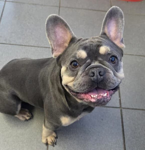 Chaos & Santos, male 3yo English Bulldog for adoption at Animals In Need Northants