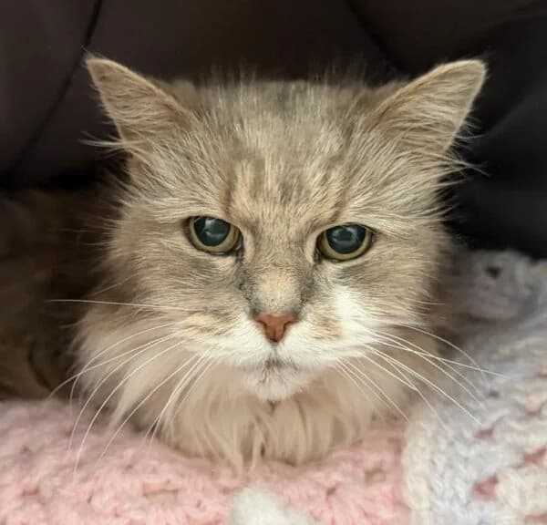 China, female senior Mixed Breed for adoption at Animals In Need Northants