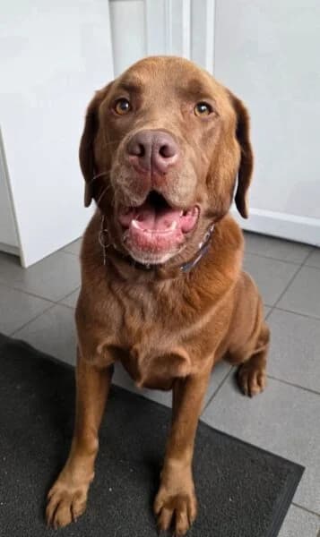 Chunk, male 4yo Labrador Retriever for adoption at Animals In Need Northants