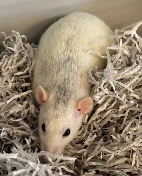 Cinnamon & Sugar, female young mixed breed for adoption at Animals In Need Northants