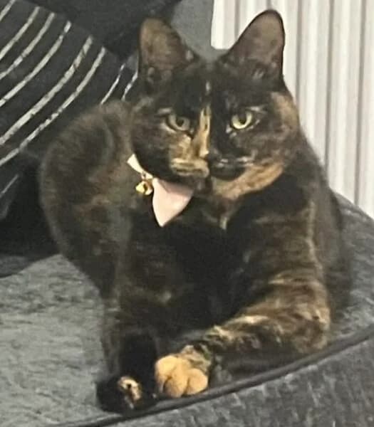 Cleo, female 4yo mixed breed for adoption at Animals In Need Northants