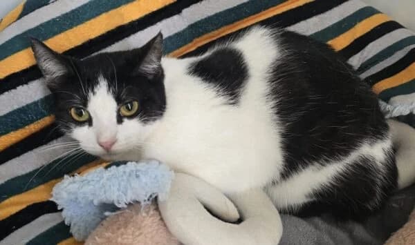Daisy, Billie, Nala & Luna, female young Mixed Breed Cat for adoption at Animals In Need Northants