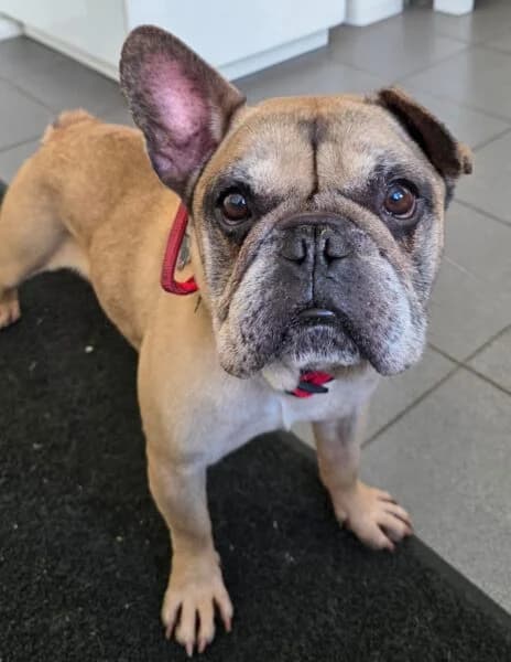 Donny, male 7yo English Bulldog for adoption at Animals In Need Northants