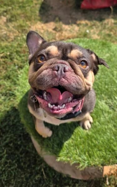 Doris, female puppy English Bulldog for adoption at Animals In Need Northants