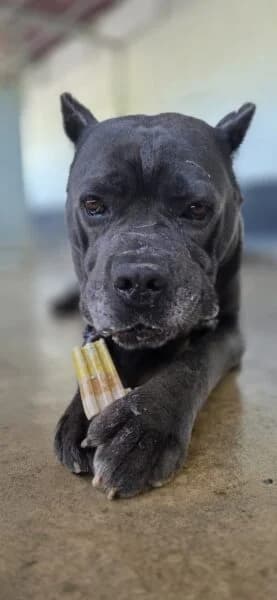 Duke, male 7yo Cane Corso for adoption at Animals In Need Northants