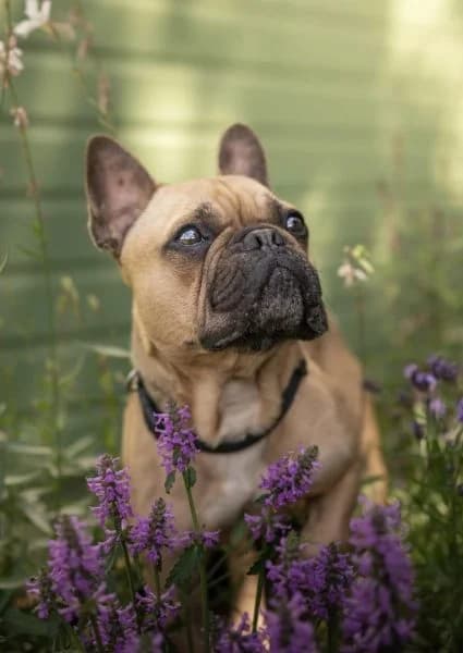 Eddie, 6yo English Bulldog for adoption at Animals In Need Northants