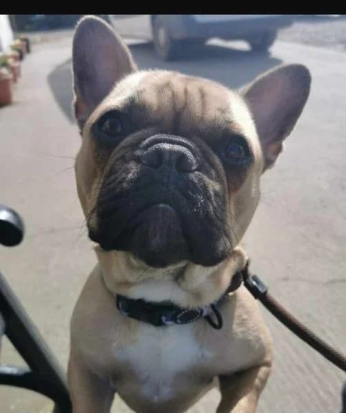 Eddie, male 6yo English Bulldog for adoption at Animals In Need Northants