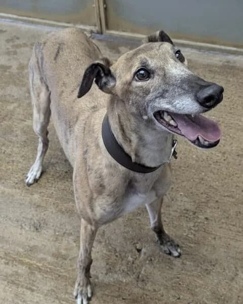 Ernie, male 4yo Greyhound for adoption at Animals In Need Northants