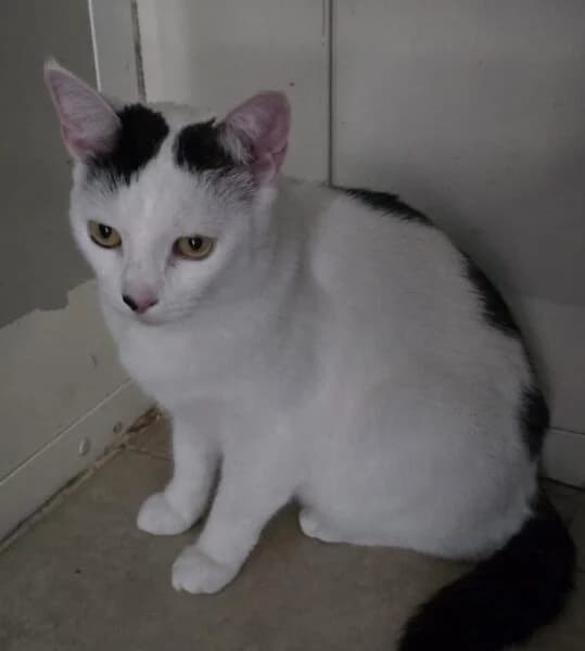 Fifi, female 5yo Mixed Breed Cat for adoption at Animals In Need Northants