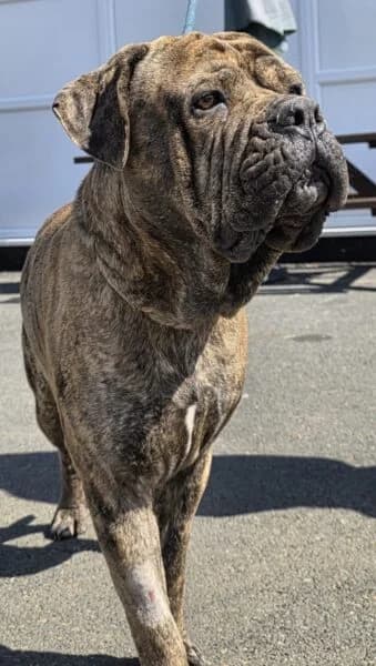 Fletcher, male 3yo Bullmastiff for adoption at Animals In Need Northants