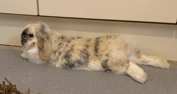 Flopsy, female 3yo mixed breed for adoption at Animals In Need Northants