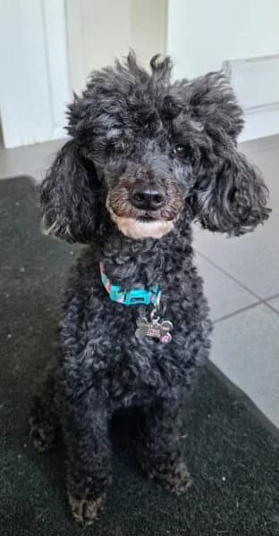 Flora, female 7yo Poodle for adoption at Animals In Need Northants