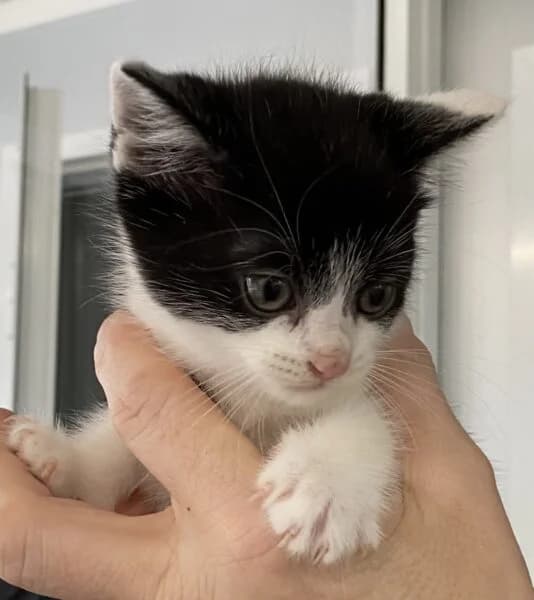 Ginny, Gabby & Grace, young Mixed Breed Cat for adoption at Animals In Need Northants
