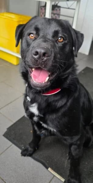 Guinness, male young mixed breed for adoption at Animals In Need Northants