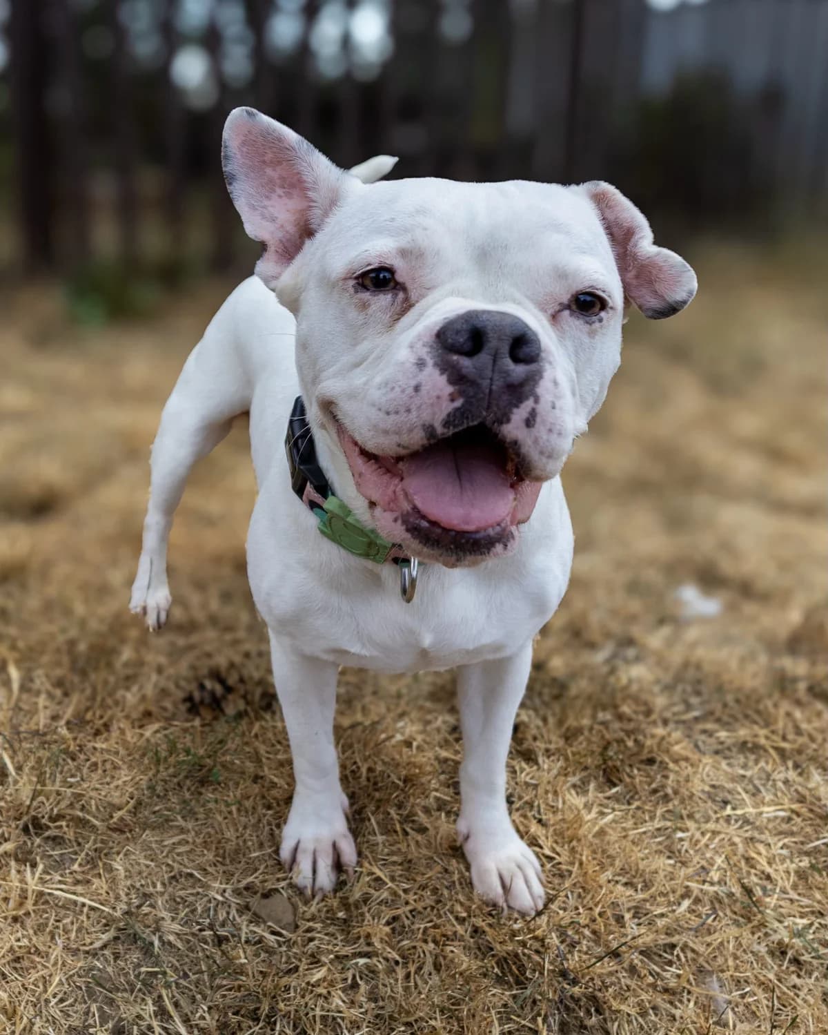 Harley, English Bulldog for adoption at Animals In Need Northants