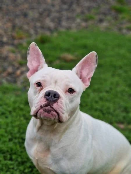 Harley, female 6yo English Bulldog for adoption at Animals In Need Northants