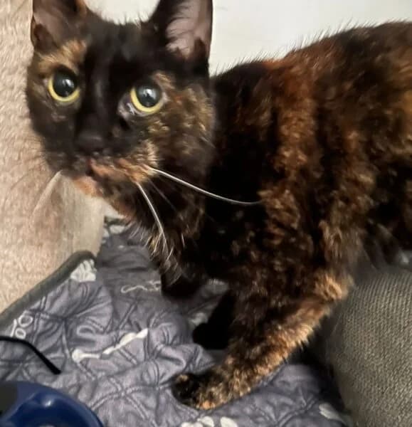 Harmony & Clarity, female senior Mixed Breed Cat for adoption at Animals In Need Northants