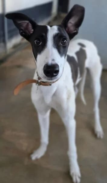 Harvey, male puppy Mixed Breed for adoption at Animals In Need Northants