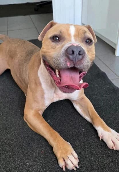 Hendrix, male young mixed breed for adoption at Animals In Need Northants