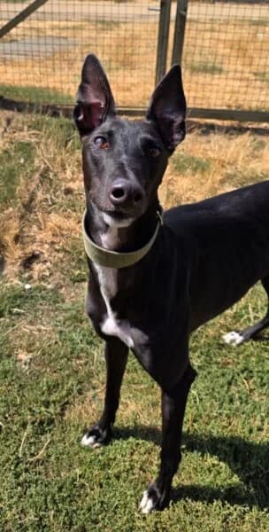 Ian, male Greyhound for adoption at Animals In Need Northants