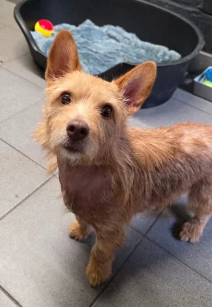 Jamie, male senior mixed breed for adoption at Animals In Need Northants