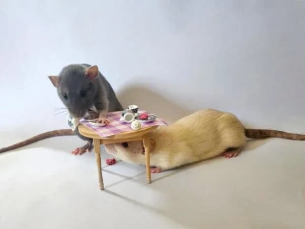 Jemima & Eliza, female young mixed breed for adoption at Animals In Need Northants