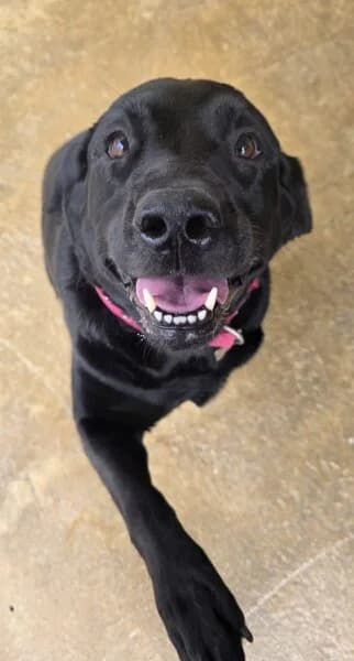 Jess & Oliver, 5yo mixed breed for adoption at Animals In Need Northants