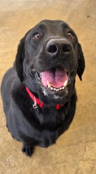 Oliver, male 5yo mixed breed for adoption at Animals In Need Northants