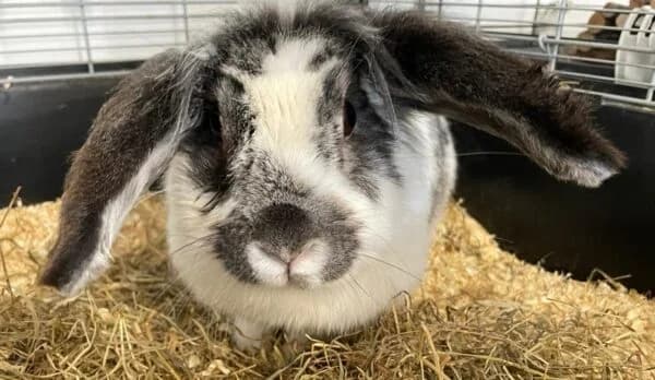 Jessie, female Mixed Breed for adoption at Animals In Need Northants