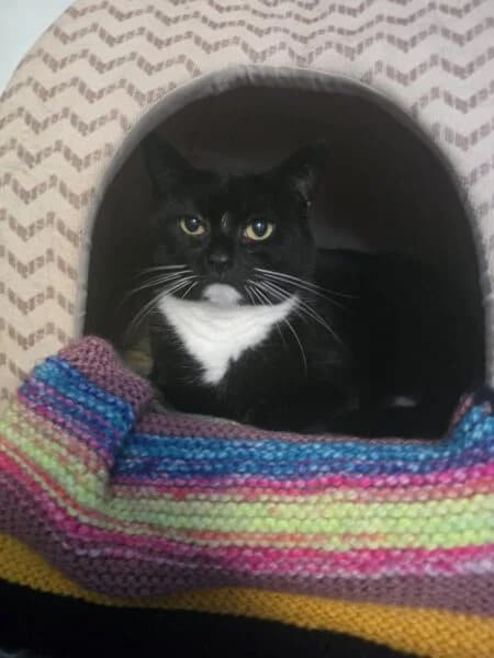 Jessie & Alice, female senior Mixed Breed Cat for adoption at Animals In Need Northants