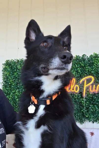 Joe, male young Collie for adoption at Animals In Need Northants